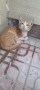 Felix (2)3